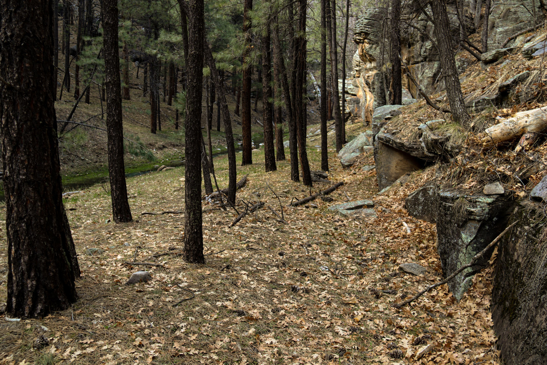 Trees and cliffs of Clover Creek